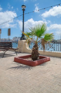 Palmiye ağacı Gzira, Malta.