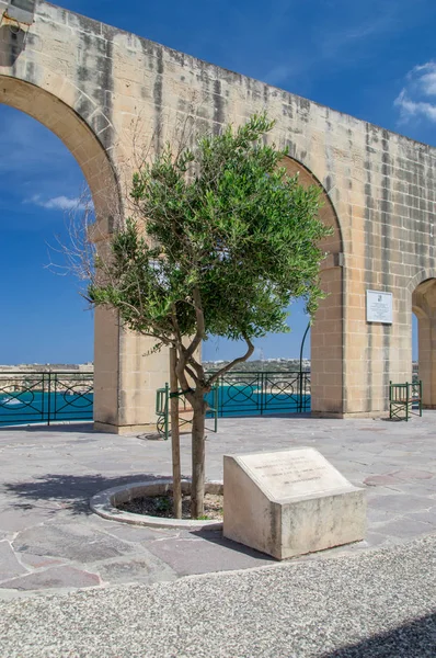 La Valeta, Malta - 9 de mayo de 2017: Árbol plantado por S.A.R. el Duque de Gloucester kg GCVO el 14 de abril de 2012 para conmemorar el aniversario del diamante de S.M. la Reina Isabel II en los Jardines de Barrakka . —  Fotos de Stock