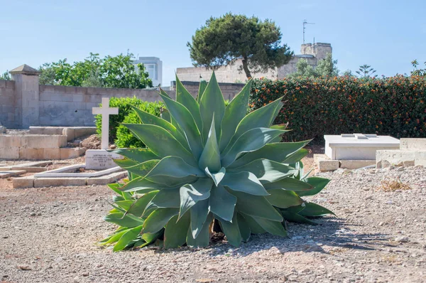 Xghajra, Malta - 9 de mayo de 2017: Planta en el cementerio naval de Kalkara . — Foto de Stock