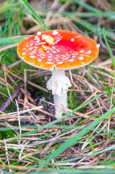 Amanita muscaria mushroom знает olso как муха агарик или муха аманита . — стоковое фото