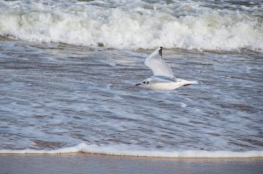 Baltık Denizi üzerinde uçan bir martı.