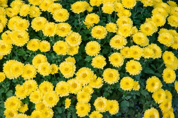 Close-up para flores de crisântemos, às vezes chamados de mães ou crisântemos . — Fotografia de Stock