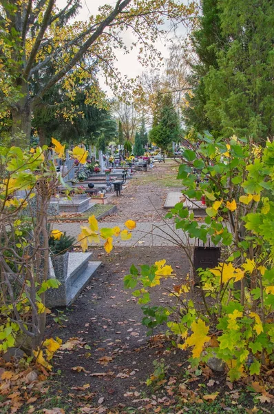 View for alley in cemetery before All Saints 'Day . — стоковое фото