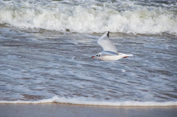 Baltık Denizi üzerinde uçan bir martı.