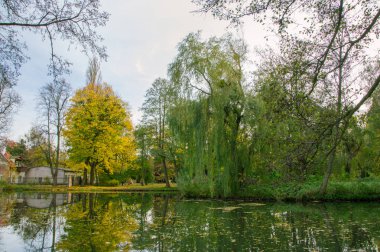 Gdansk Oliwa Park Polonya gölde ağaçta,
