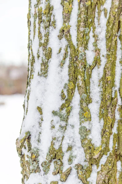 Ağaç Kabuğu Karda — Stok fotoğraf