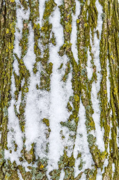 Casca Árvore Neve — Fotografia de Stock