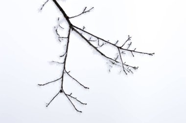 Donmuş ağaç dalı üzerinde Clear sky.