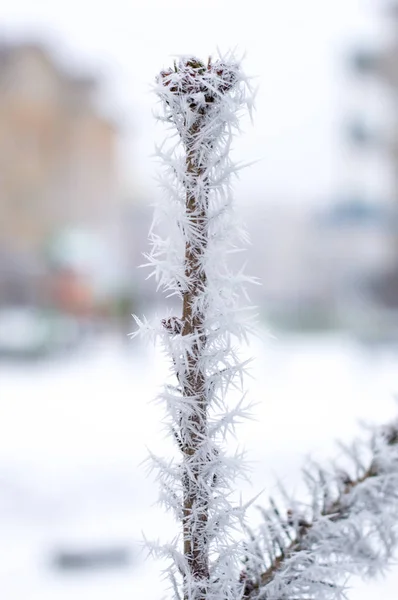 背景のボケ味を持つツリーの上に霜 — ストック写真