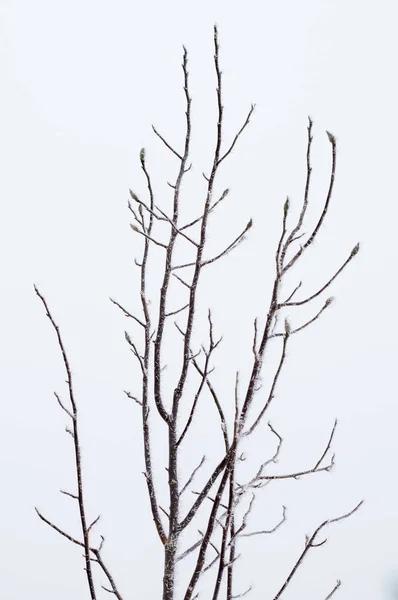 Widok Mrożone Szczycie Konarów Drzewa — Zdjęcie stockowe