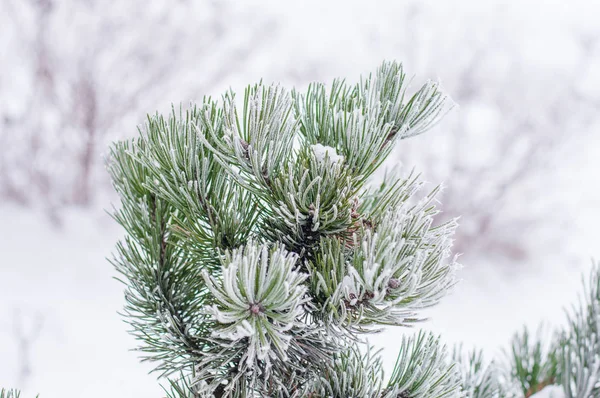 Hoarfrost Bokeh Arka Plan Ile Kozalaklı Ağaç Üzerinde — Stok fotoğraf