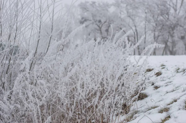 Kışın Kuru Bitkiler Üzerinde Hoarfrost — Stok fotoğraf