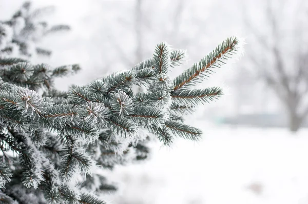 Hoarfrost Kış Zamanında Noel Ağacının Dalını Üzerinde — Stok fotoğraf
