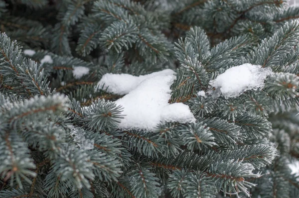 針葉樹の木の枝に雪します — ストック写真