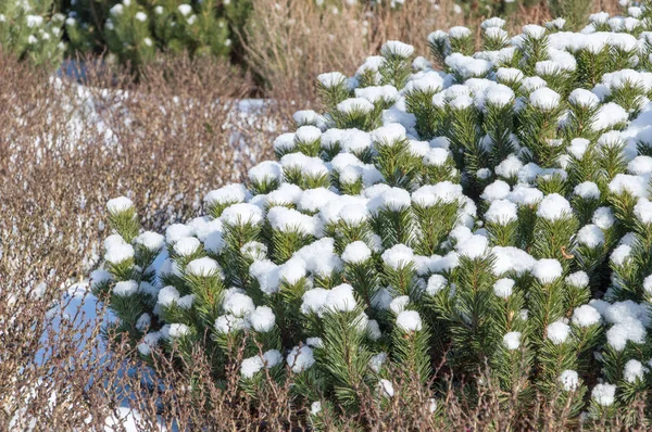 Neve Arbusto Conífero — Fotografia de Stock