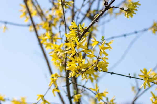 Gula Blommor Forsythia — Stockfoto