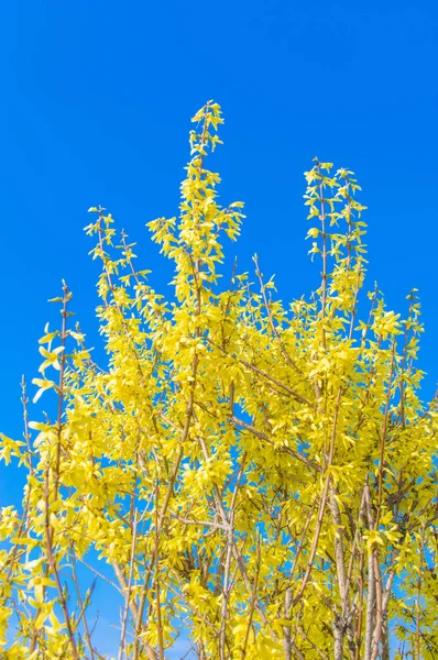 Ανθισμένα Λουλούδια Του Forsythia Στον Γαλάζιο Ουρανό — Φωτογραφία Αρχείου