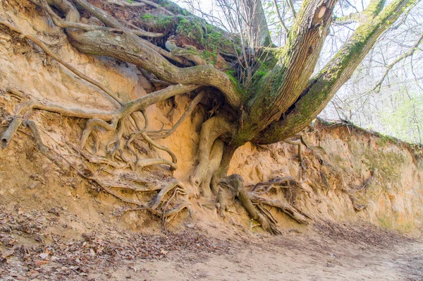 Root Gorge Kazimierz Dolny Poland — Stock Photo, Image