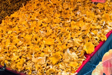 Sarı Chanterelle (cantharellus cibarius) mantarları.