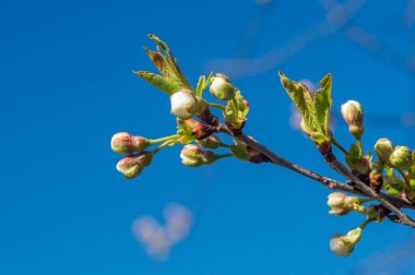 Mavi gökyüzünde kiraz ağacı çiçekleri açmaya başlıyor.