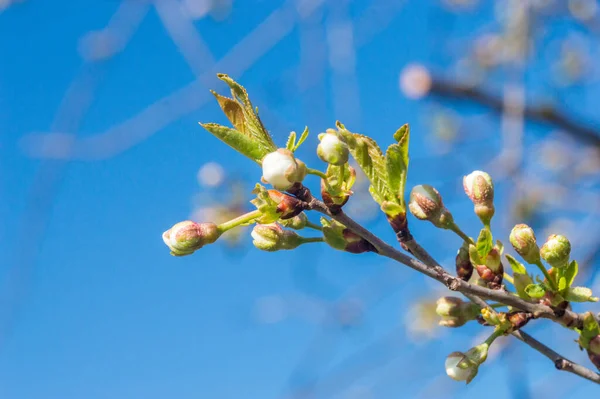 樱桃树开花前开花 蓝天的樱桃树枝条 — 图库照片