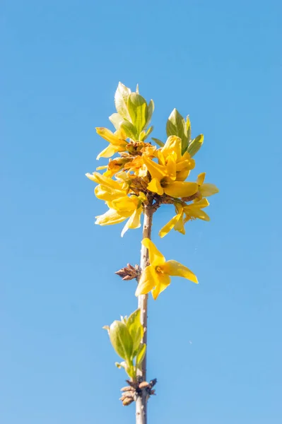 Vrchol Kvetoucích Květin Forsythie Modré Obloze — Stock fotografie