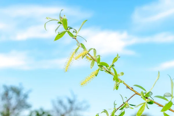 Detalj Salix Alba Tristis Kallas White Willow — Stockfoto