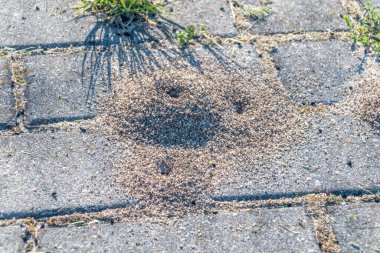 Small anthill made by ants on the sidewalk. clipart