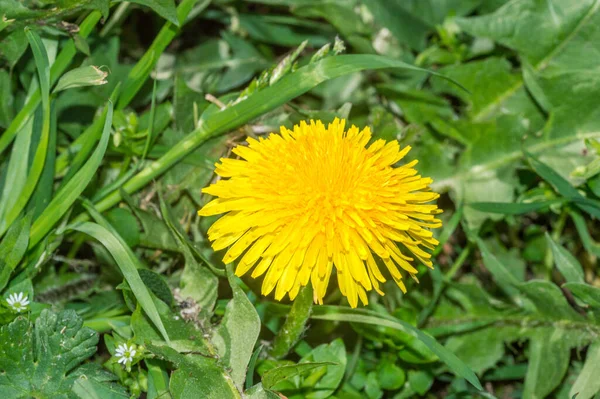 Macro Primo Piano Fiore Giallo Cardo Spinoso — Foto Stock