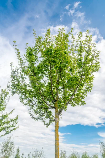 Acer Campestre Known Field Maple — Stock Photo, Image