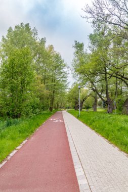 Bulutlu bir günde ormanda yürüyüş ve bisiklet yolu.