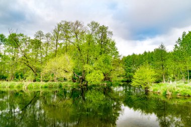 Bulutlu bir günde Radunia nehri manzarası. Ormandaki nehir.