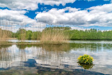 Caltha Palustris ve phragmitlerle Radunia nehri manzarası.