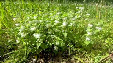 Rüzgarda sallanan beyaz ölü ısırgan otları (Lamium albümü).
