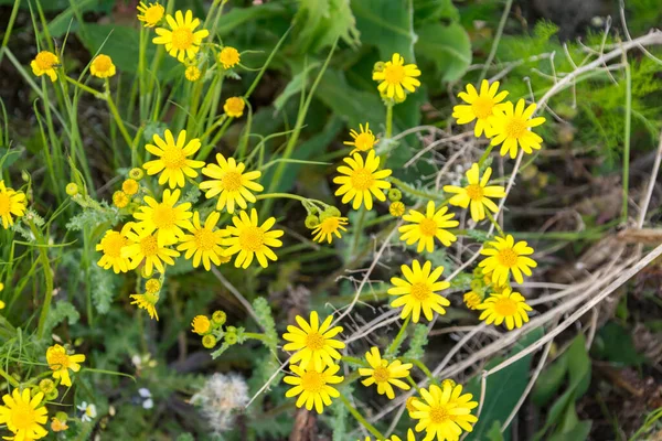 Kilátás Sárga Virágzó Jacobaea Vulgaris Vadvirágok — Stock Fotó