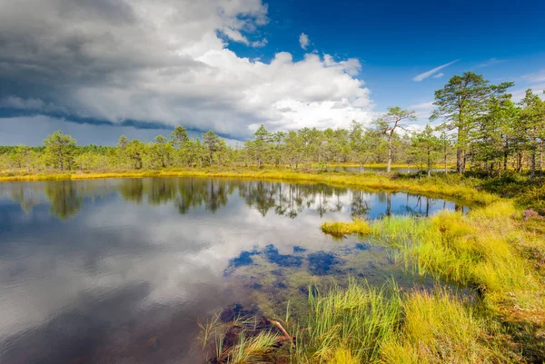 Viru moeras in Lahemaa National Park, Estland — Stockfoto