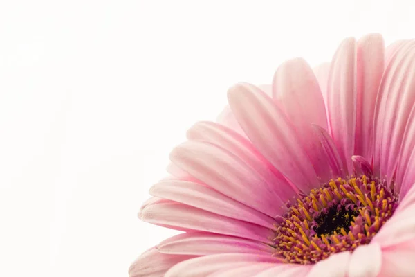 Gerbera - fundo branco — Fotografia de Stock