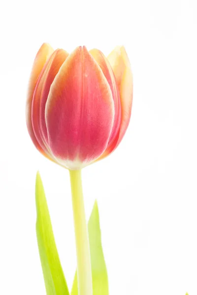 Тюльпан - белый фон — стоковое фото