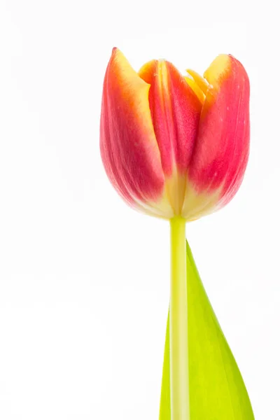 Тюльпан - белый фон — стоковое фото