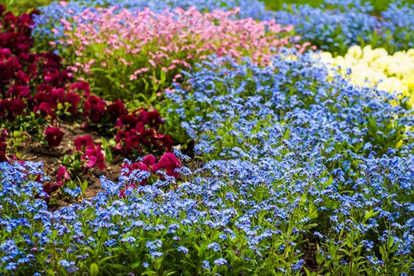 Цветущие цветы в клумбе — стоковое фото