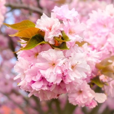 Çiçek açması ağacının ayrıntı