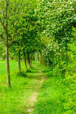 Ağaçların arasında yol