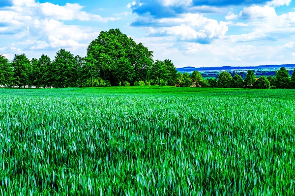 밀밭-시골 풍경 — 스톡 사진