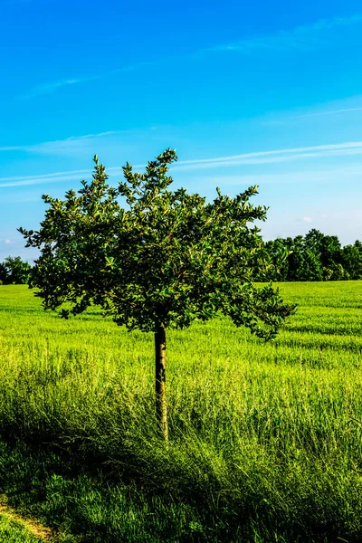Δέντρο από το πεδίο — Φωτογραφία Αρχείου