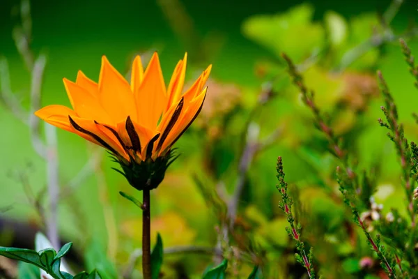 Detalhe flor laranja — Fotografia de Stock