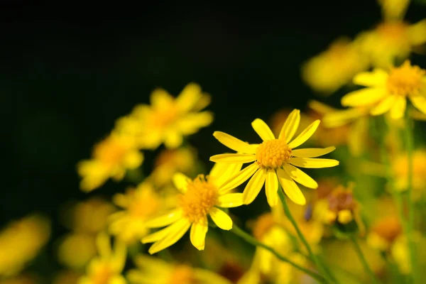 Detalhe amarelo da flor — Fotografia de Stock