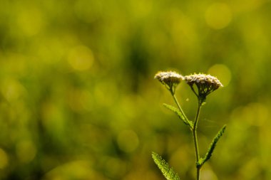 Kır çiçeği detay
