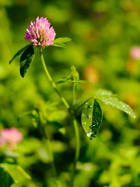 Detalhe da flor selvagem — Fotografia de Stock