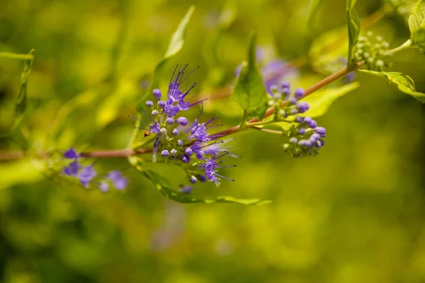 Detalhe arbusto florescente — Fotografia de Stock