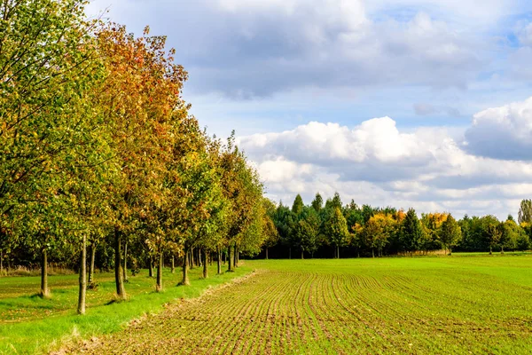Field and trees in Autumn — Stock Photo, Image